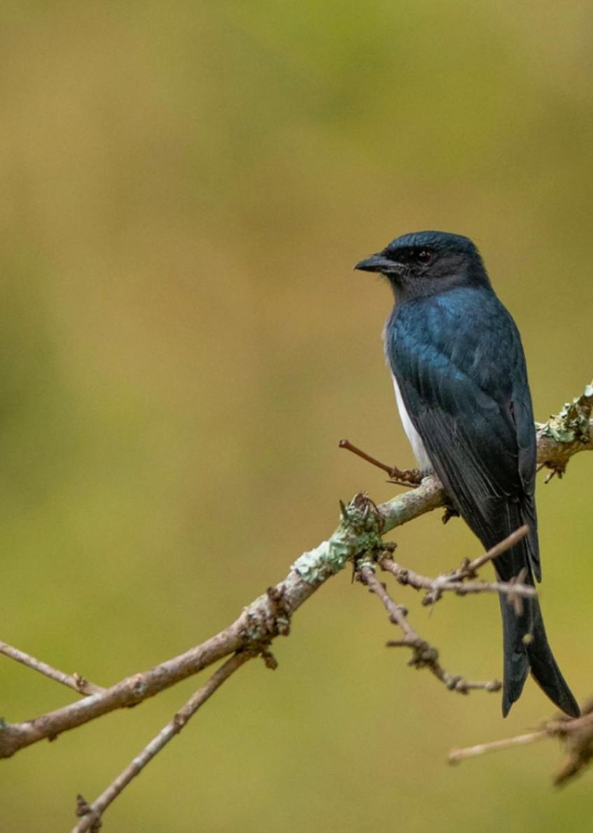 Angels Nest Home Stay 2 Acra Private Plantation Mountain Area Balconey Sunrice View Nearby Ngarhole Wild Life , Tholpetty Wild Life , Pakshipathalam Bird Santuary , Kuruva Island # Thirunelly & Thrissilery Temple Near By Secure Stay Wayanad Kerala Chegāt Eksteriør billede
