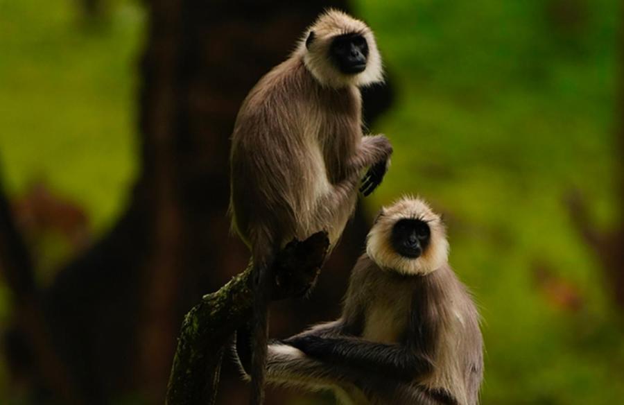 Angels Nest Home Stay 2 Acra Private Plantation Mountain Area Balconey Sunrice View Nearby Ngarhole Wild Life , Tholpetty Wild Life , Pakshipathalam Bird Santuary , Kuruva Island # Thirunelly & Thrissilery Temple Near By Secure Stay Wayanad Kerala Chegāt Eksteriør billede