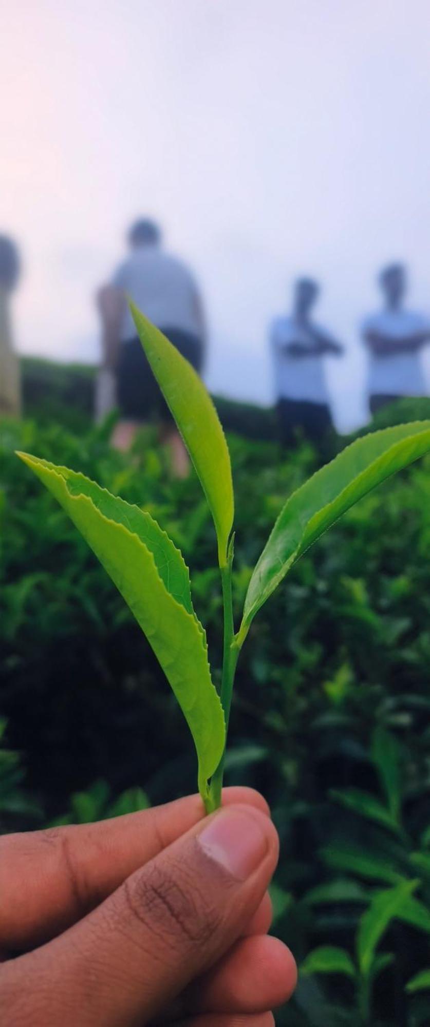 Angels Nest Home Stay 2 Acra Private Plantation Mountain Area Balconey Sunrice View Nearby Ngarhole Wild Life , Tholpetty Wild Life , Pakshipathalam Bird Santuary , Kuruva Island # Thirunelly & Thrissilery Temple Near By Secure Stay Wayanad Kerala Chegāt Eksteriør billede